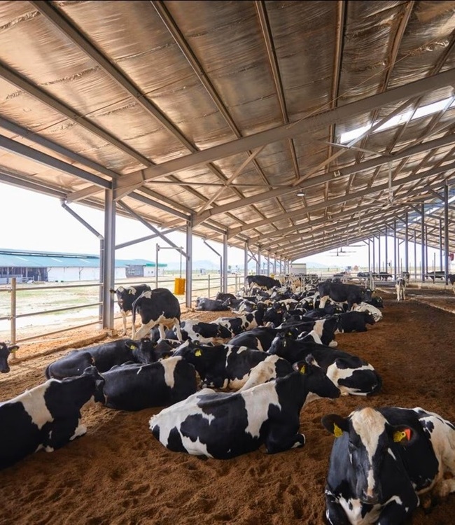 ankara kurbanlık , ankara kurbanlık satiş yerleri , ankara kurbanlık satan yerler , ankara kurbanlık koyun fiyatları , 